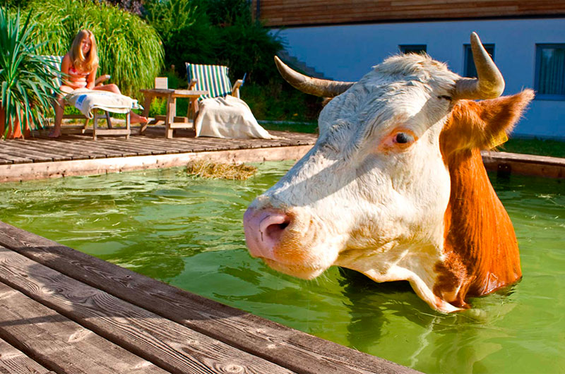 Wo Kühe im Pool baden & Gartenzwerge revoltieren