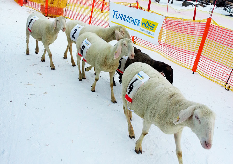 TURRACHER HÖHE - "Erstes Schafs-Rennen Österreichs"